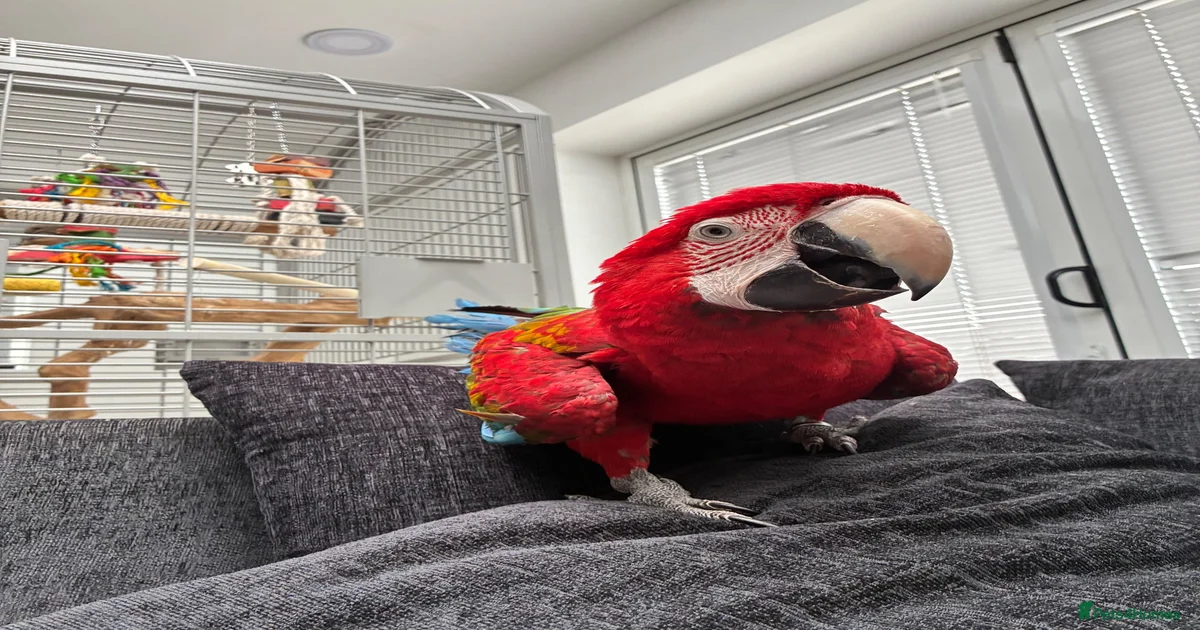 Macaws Birds for sale | Pets4Homes