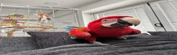 Macaws birds for sale: Macaw - Advert 1