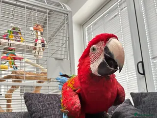 Macaws birds Macaw - Advert 1