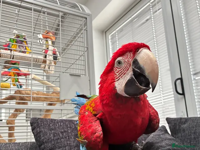 Macaws birds Macaw - Advert 1