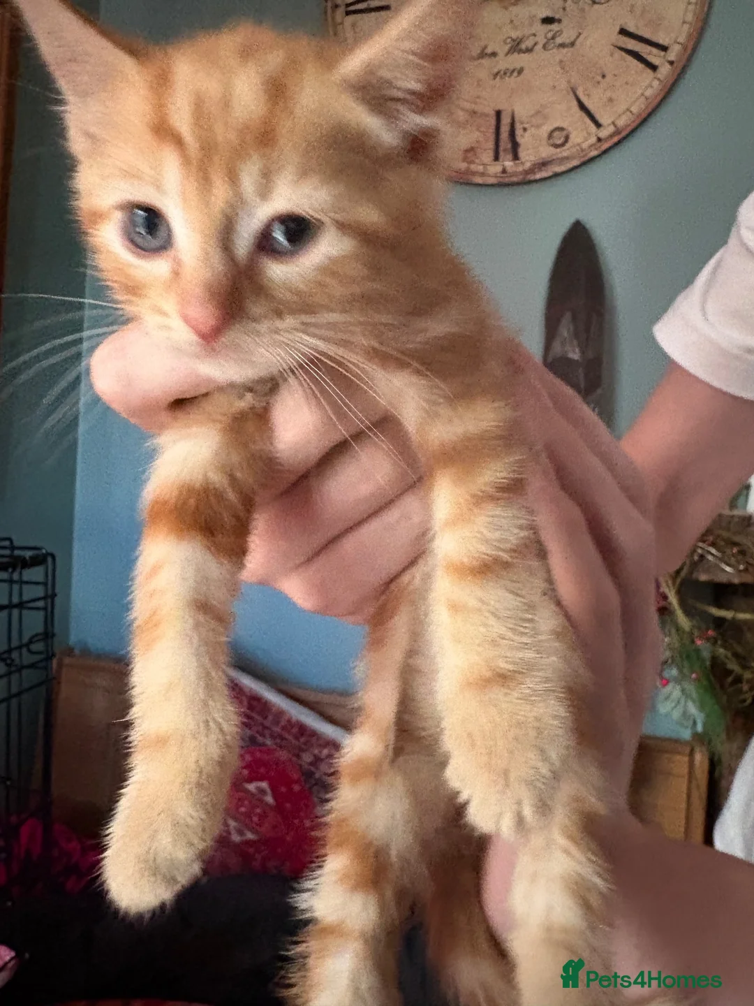 Mixed Breed cats for sale: Beautiful male kittens both male ginger and black in Brecon - Advert 2