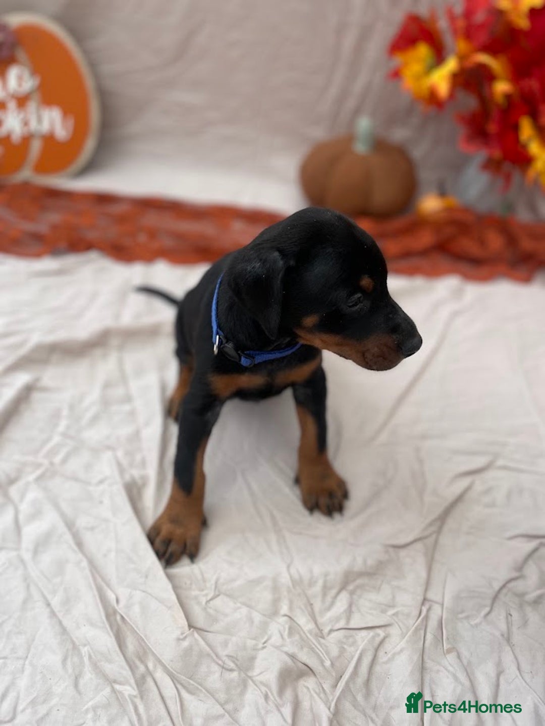 Dobermann dogs for sale: KC Reg European Doberman Pups Exceptional Line - Image 7