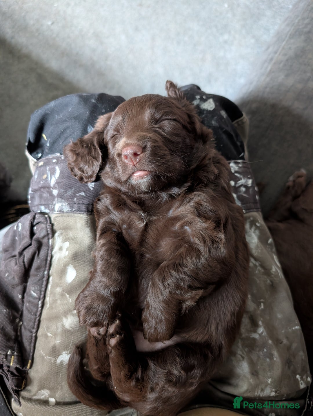 Mixed Breed dogs for sale: Cocker spaniels puppies  - Advert 7