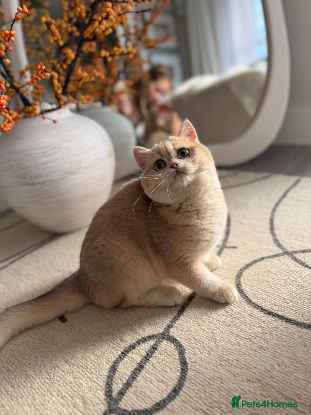 British Shorthair cats for sale: Lilac Golden British Shorthair kitten 🤍 - Advert 16