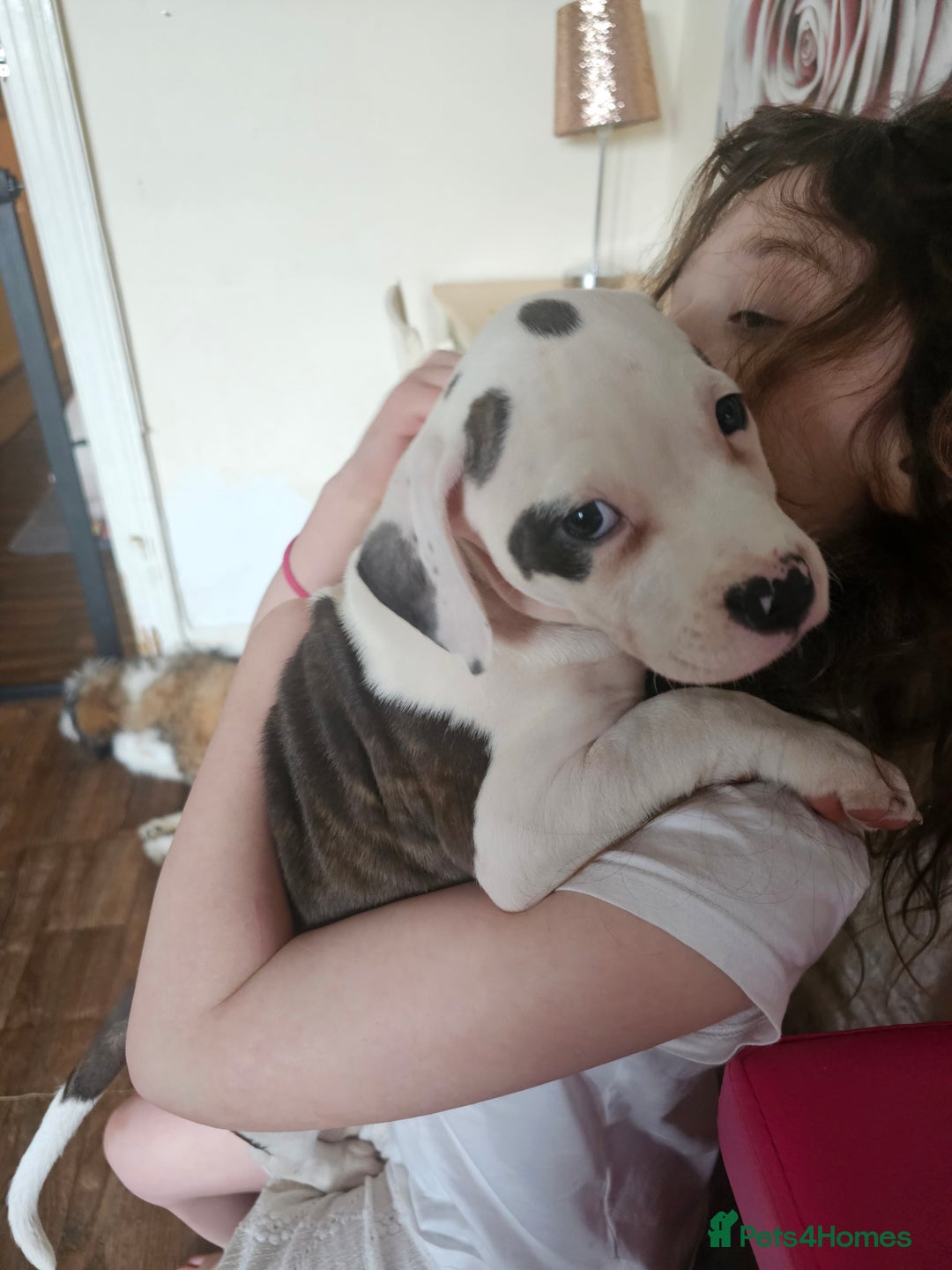 Mixed Breed dogs for sale: Staffordshire bull terrier cross puppies  - Advert 9