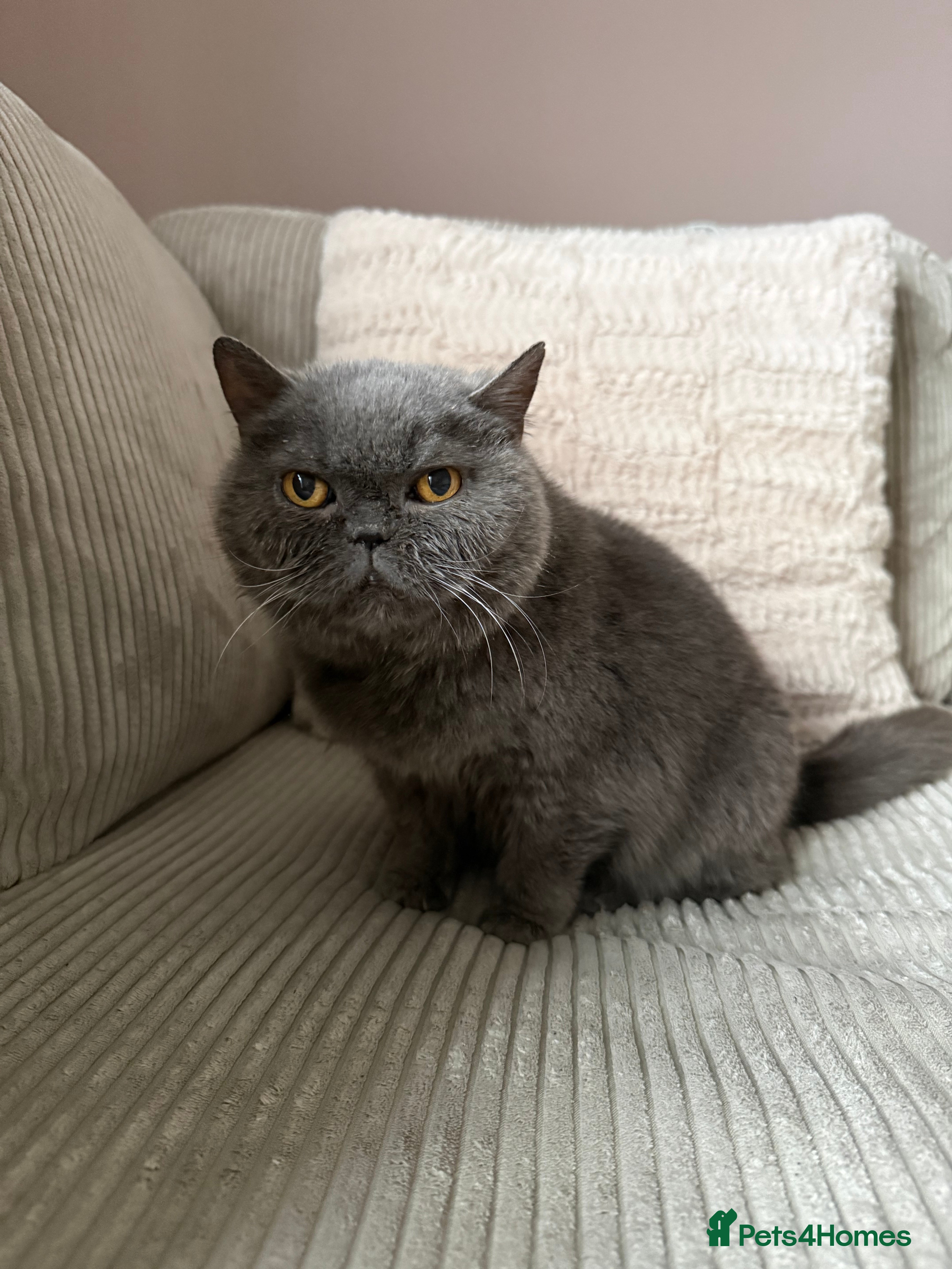 British Shorthair cats Sofey aka Pebble - Advert 1