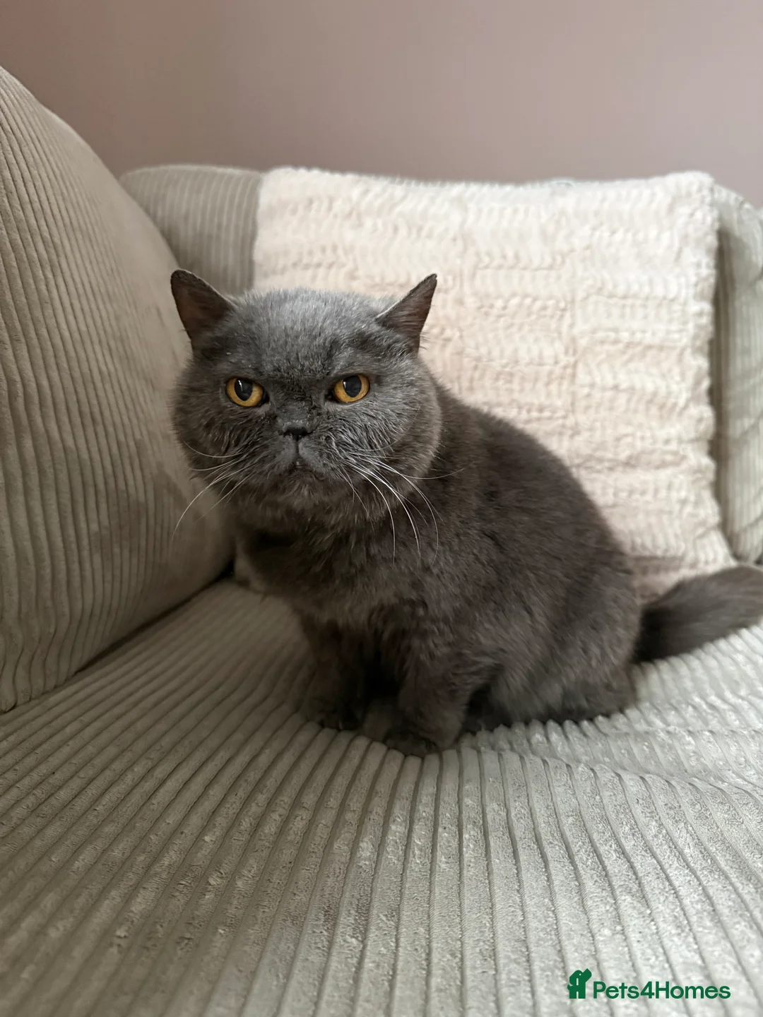 British Shorthair cats for sale: Sofey aka Pebble - Advert 1