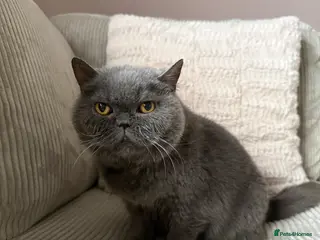 British Shorthair cats Sofey aka Pebble - Advert 1