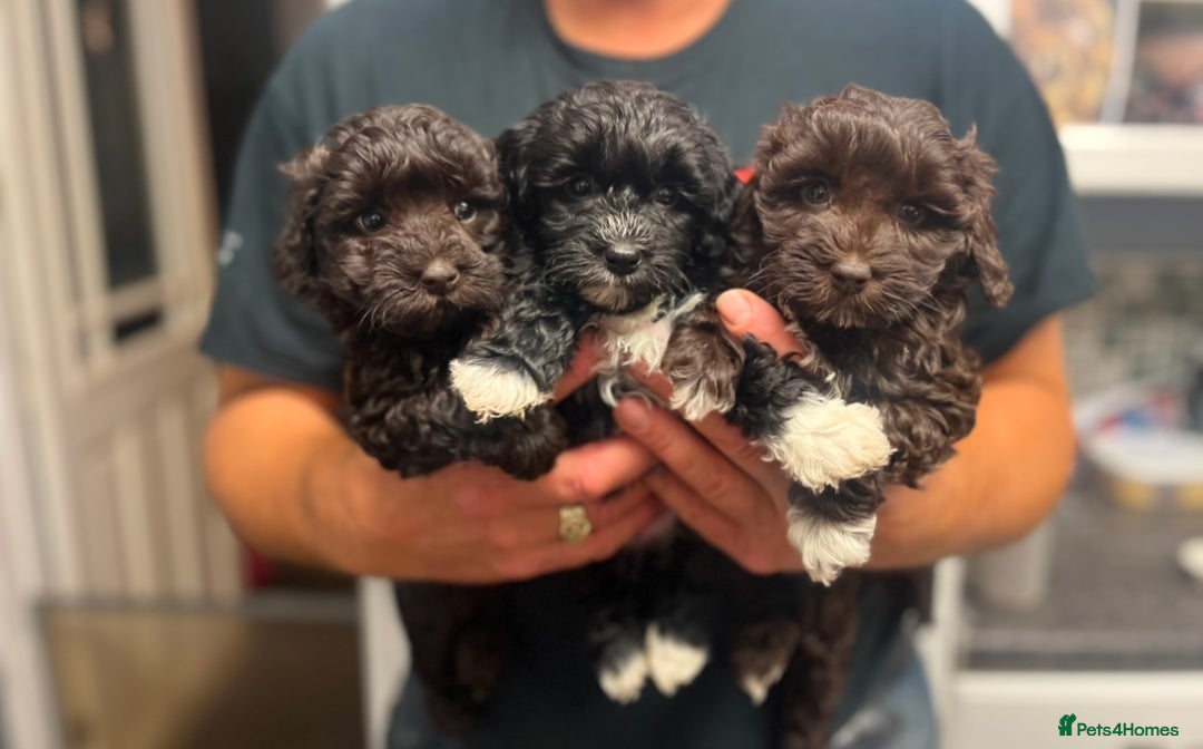 Toy Poodle dogs for stud: K.C Chocolate ToyPoodle at Stud in Coventry - Advert 22