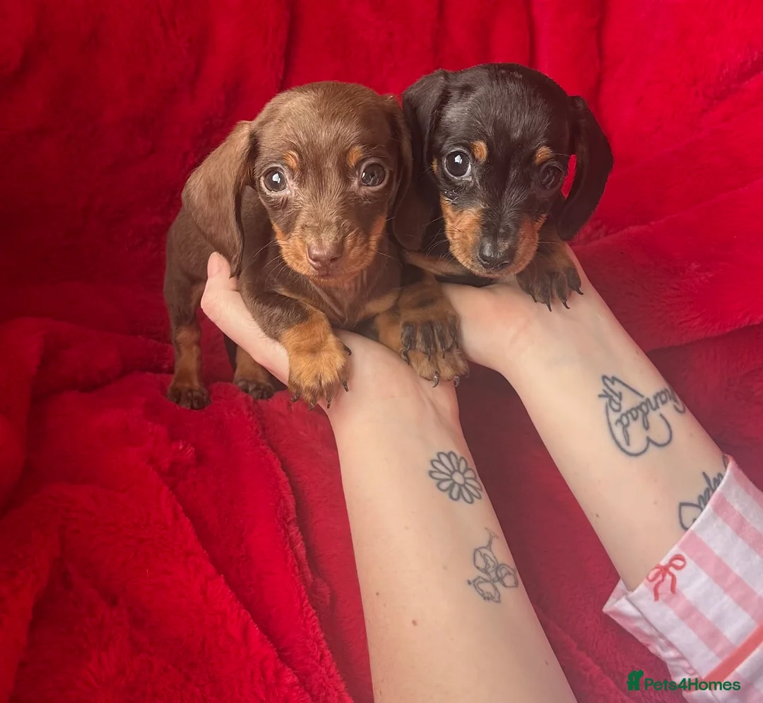 Miniature Dachshund dogs for sale: 2 GORGEOUS MINIATURE DACHSHUND PUPPIES FOR SALE  - Advert 3