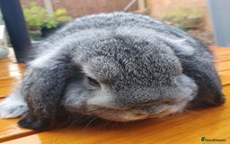 Mini Lop rabbits for sale: Spayed/neutered rabbits Vac RHD2 yurvac - Image 8
