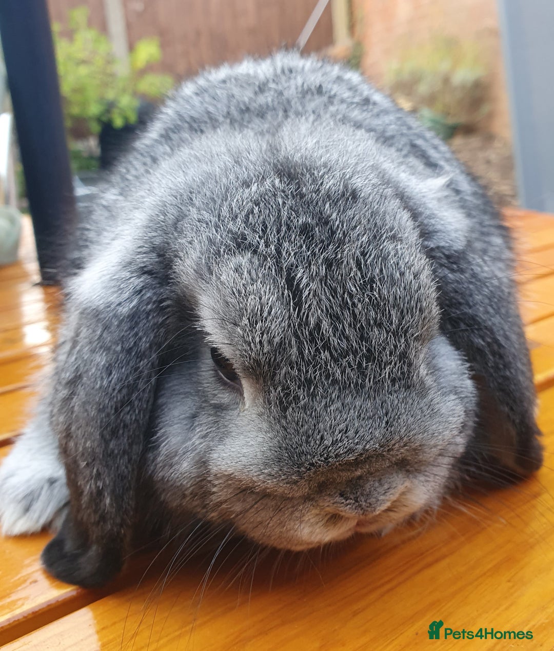 Mini Lop rabbits for sale: Spayed/neutered rabbits Vac RHD2 yurvac - Image 8