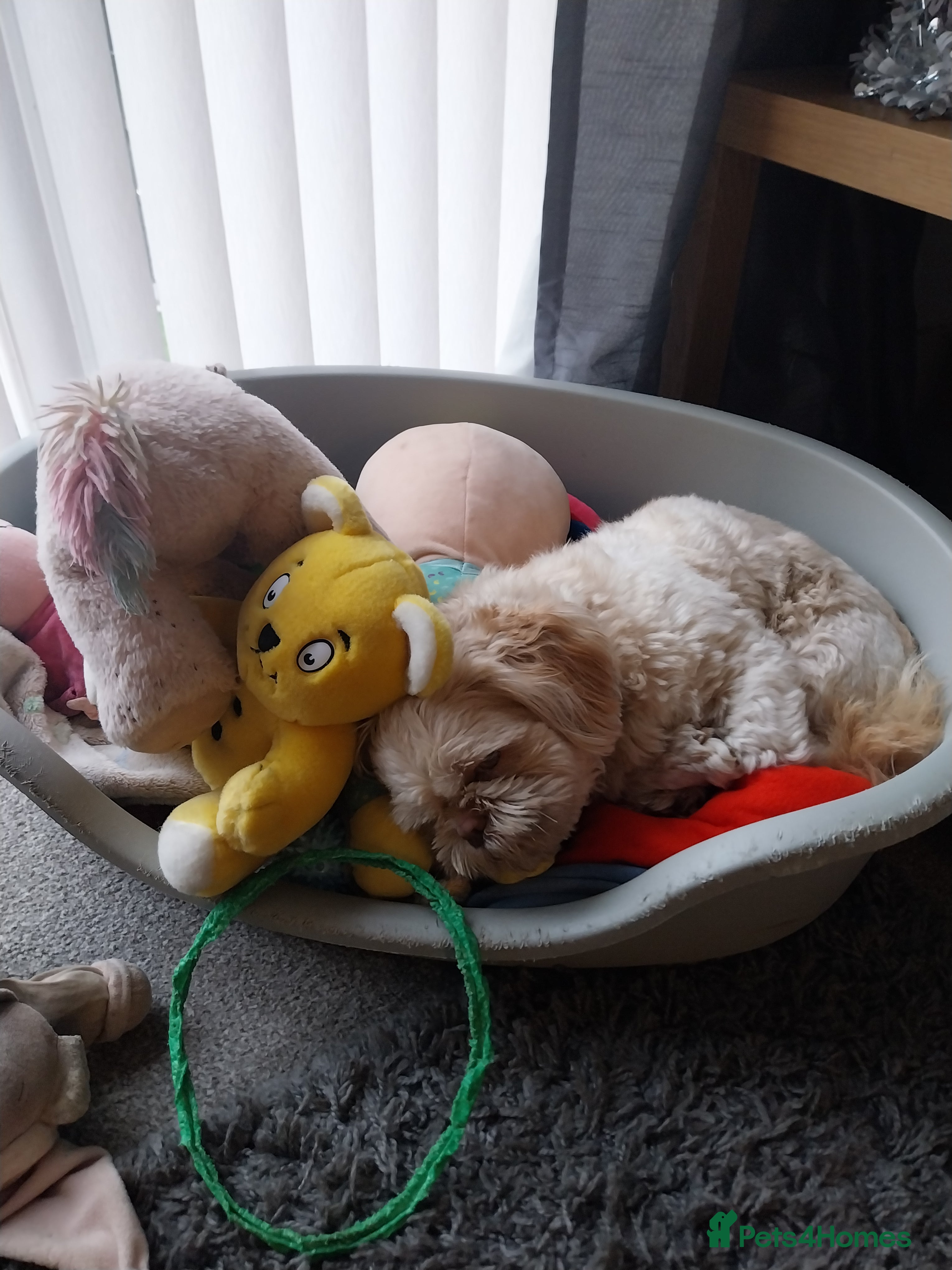 Shih Tzu dogs Benji  - Advert 1