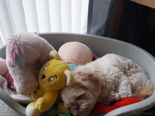 Shih Tzu dogs Benji - Advert 2