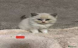 Ragdoll cats for sale: Ragdoll Kittens - Advert 1