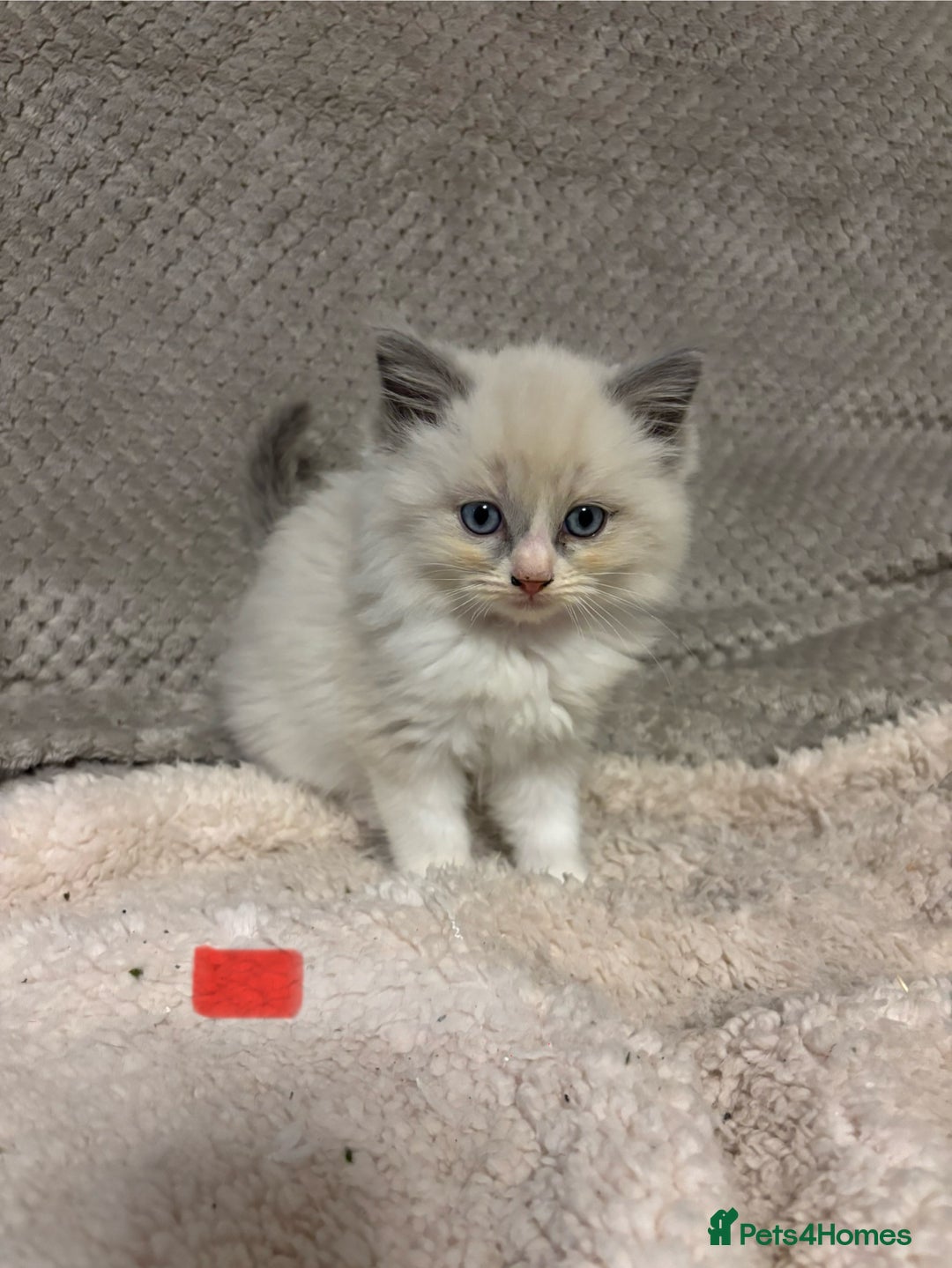 Ragdoll cats for sale: Ragdoll Kittens - Advert 1
