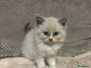 Ragdoll cats for sale: Ragdoll Kittens - Advert 1