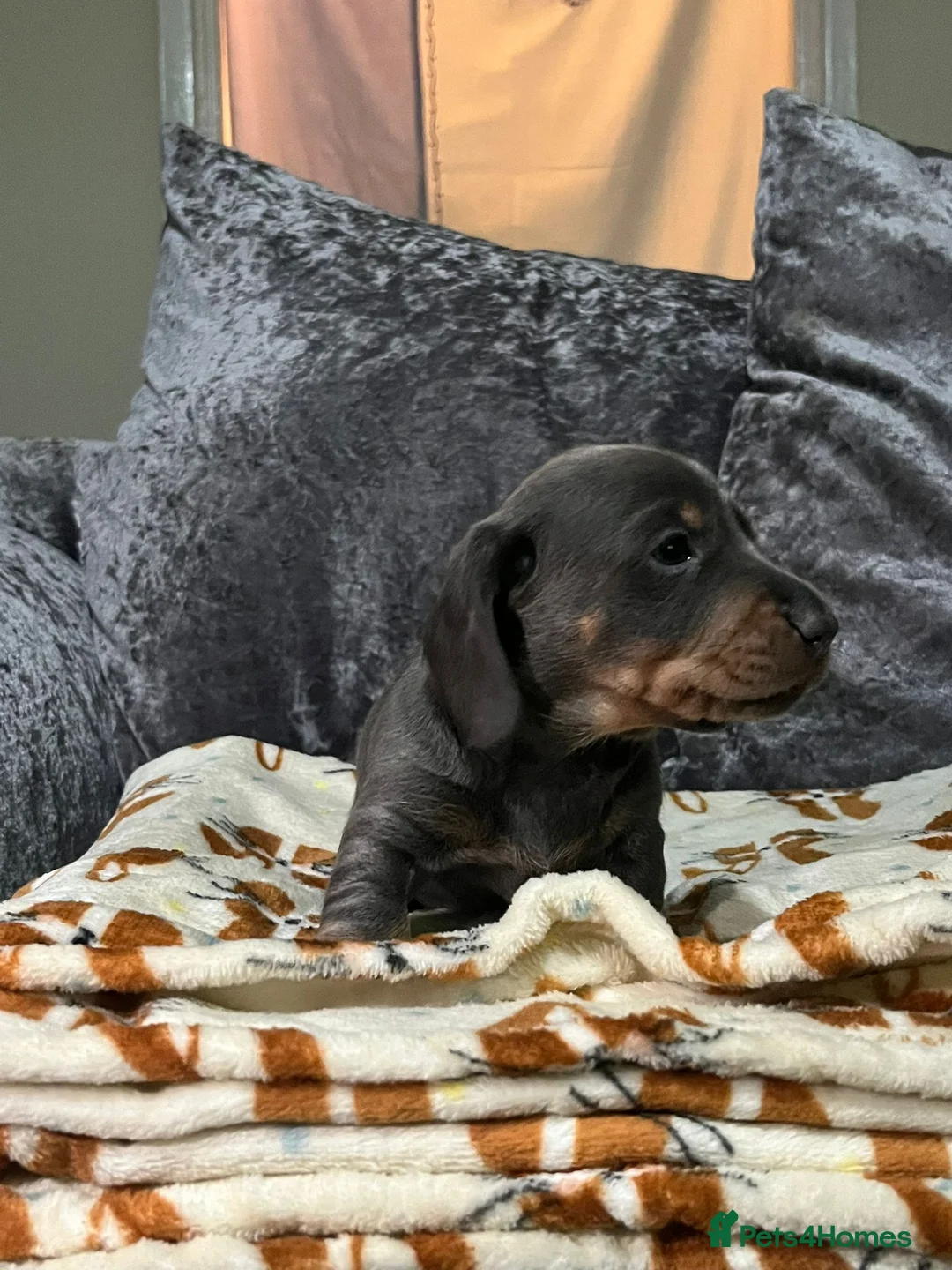 Miniature Dachshund dogs for sale: Miniature daschunds £800 each  - Advert 3