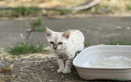 Bengal cats for sale: Champion line Bengal Snow Kittens  - Image 17