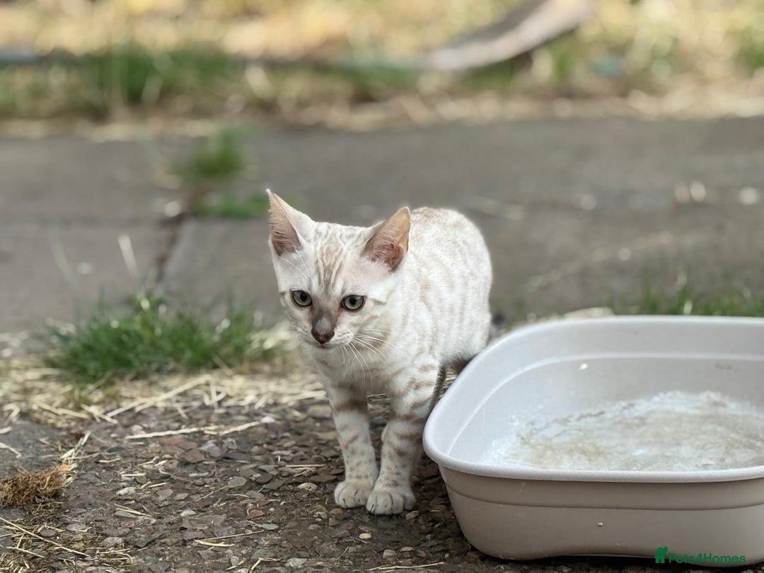 Bengal cats for sale: Champion line Bengal Snow Kittens  - Image 17