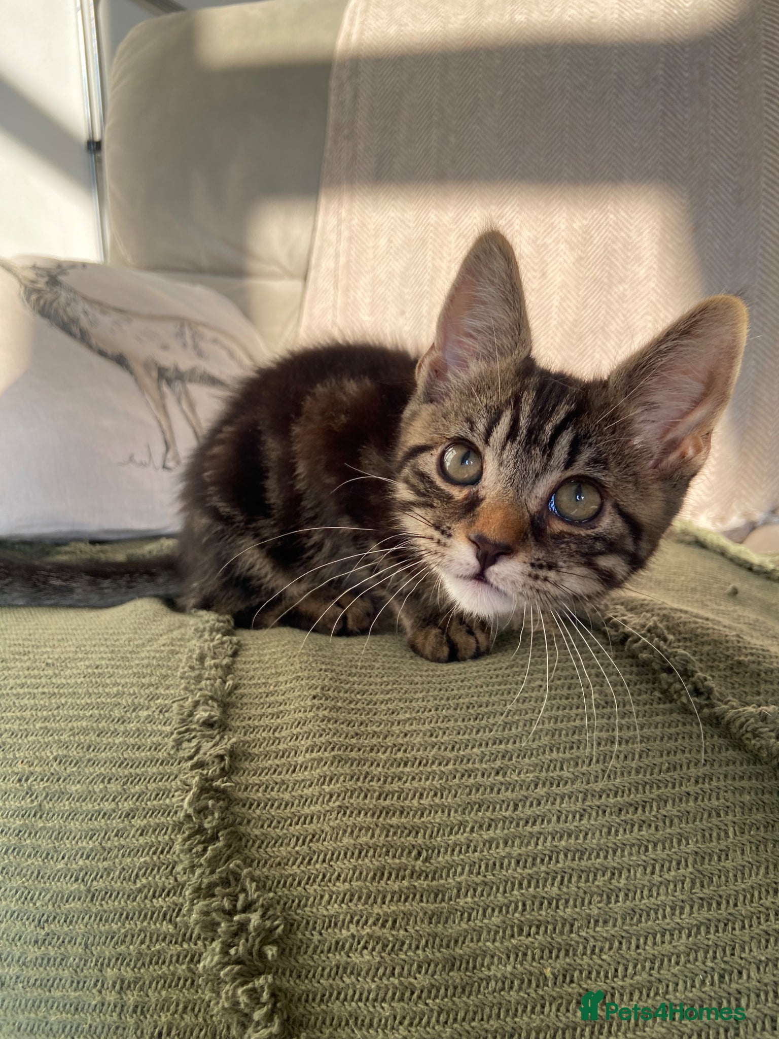 Mixed Breed cats BSH x boy kittens ready now  - Advert 8