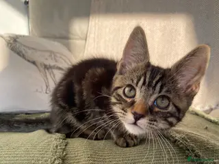 Mixed Breed cats BSH x boy kittens ready now - Advert 8
