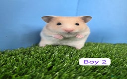 Hamster rodents for sale: Baby Syrian Hamster Male Female Boy Girl Pedigree  - Image 7