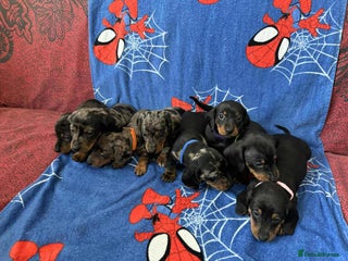 Miniature Dachshund dogs Puppies 🐶 - Advert 3