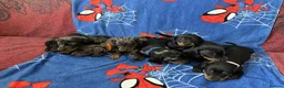 Miniature Dachshund dogs for sale: Puppies 🐶  - Advert 10