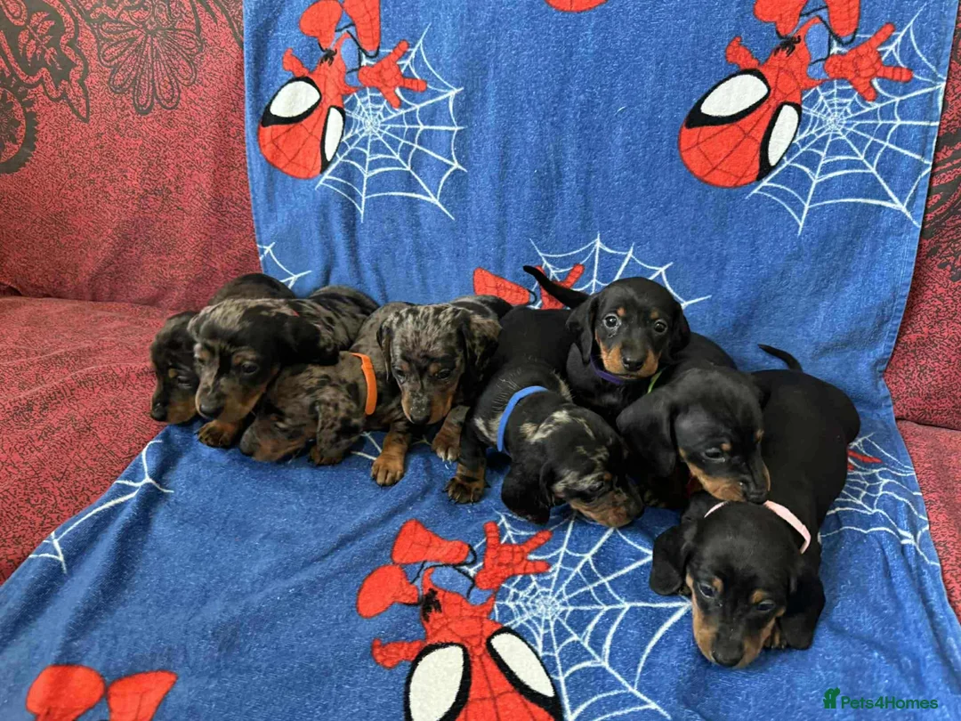 Miniature Dachshund dogs for sale: Puppies 🐶  - Advert 10