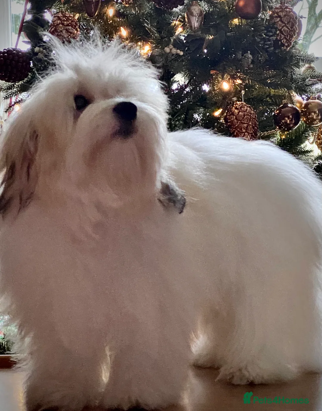 Coton De Tulear dogs for sale: KC reg Coton de Tulear parents DNA health tested  - Advert 26