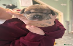 Mixed Breed dogs for sale: Adorable frenchie mix - Image 8