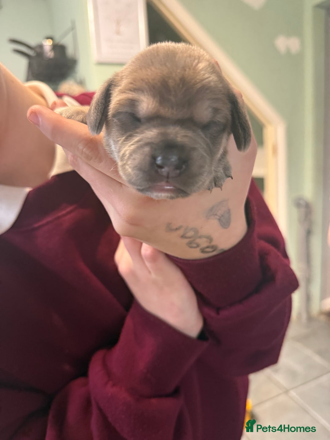 Mixed Breed dogs for sale: Adorable frenchie mix - Image 8