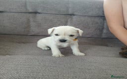 Miniature Schnauzer dogs for sale: Adorable white schnauzer puppies- ready soon! - Image 17