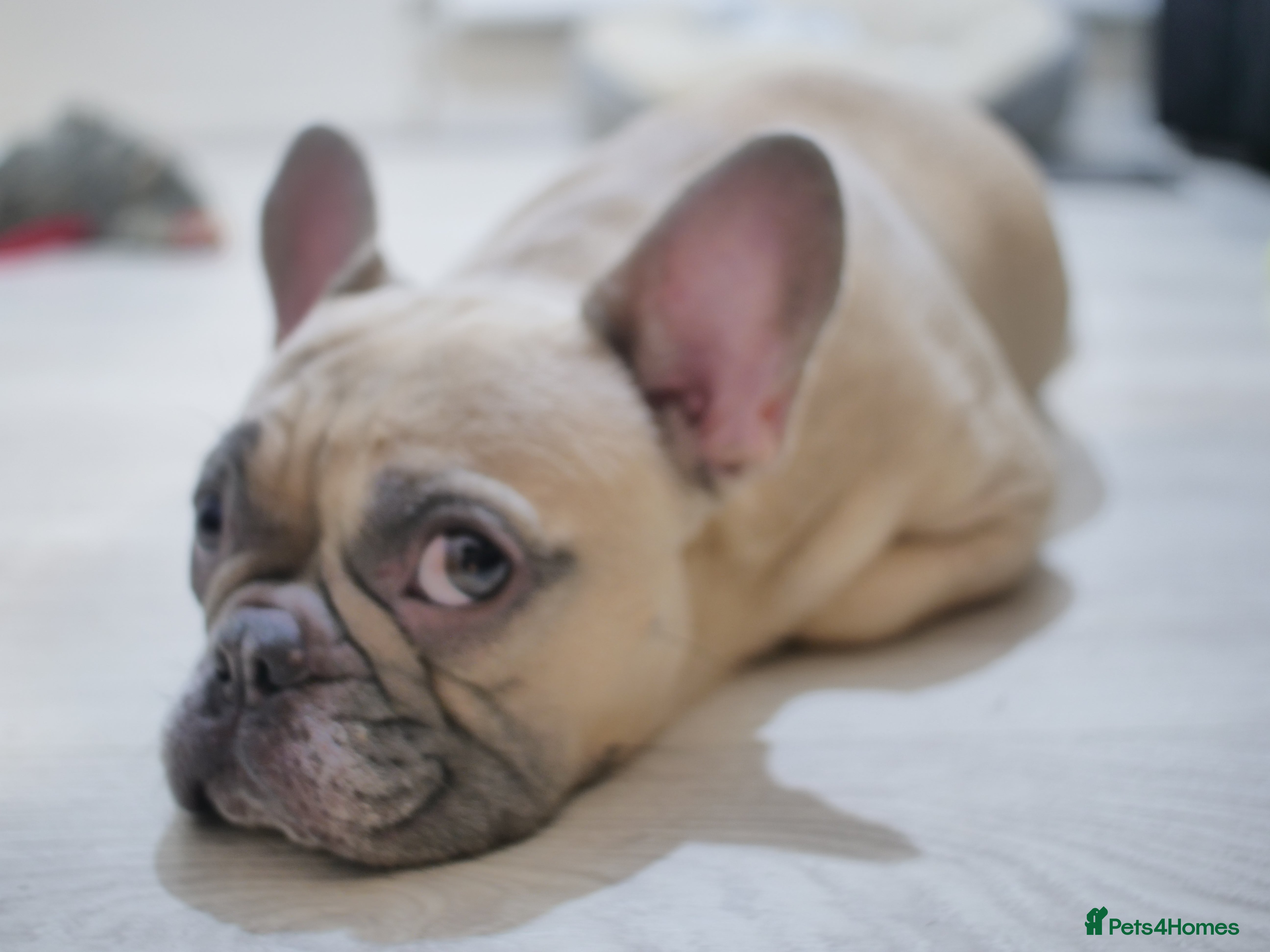 French Bulldog dogs 🔥 Exceptional Quality Puppies 🔥 - Advert 2