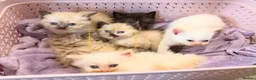 Mixed Breed cats for sale: 6 ragdoll x Persian kittens - Advert 24