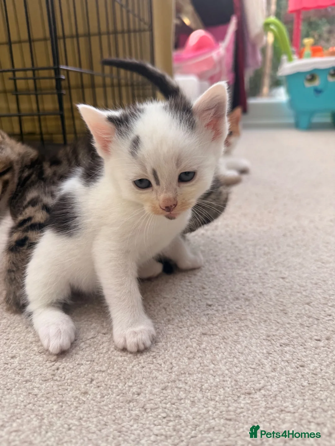 Mixed Breed cats for sale: Maine coon cross kittens  - Advert 2