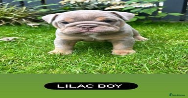 English Bulldog dogs - Advert 8