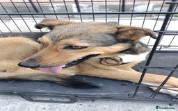 Mixed Breed dogs for adoption: LOLITA, a Superb young Girl - for a Loving HOME - Image 4