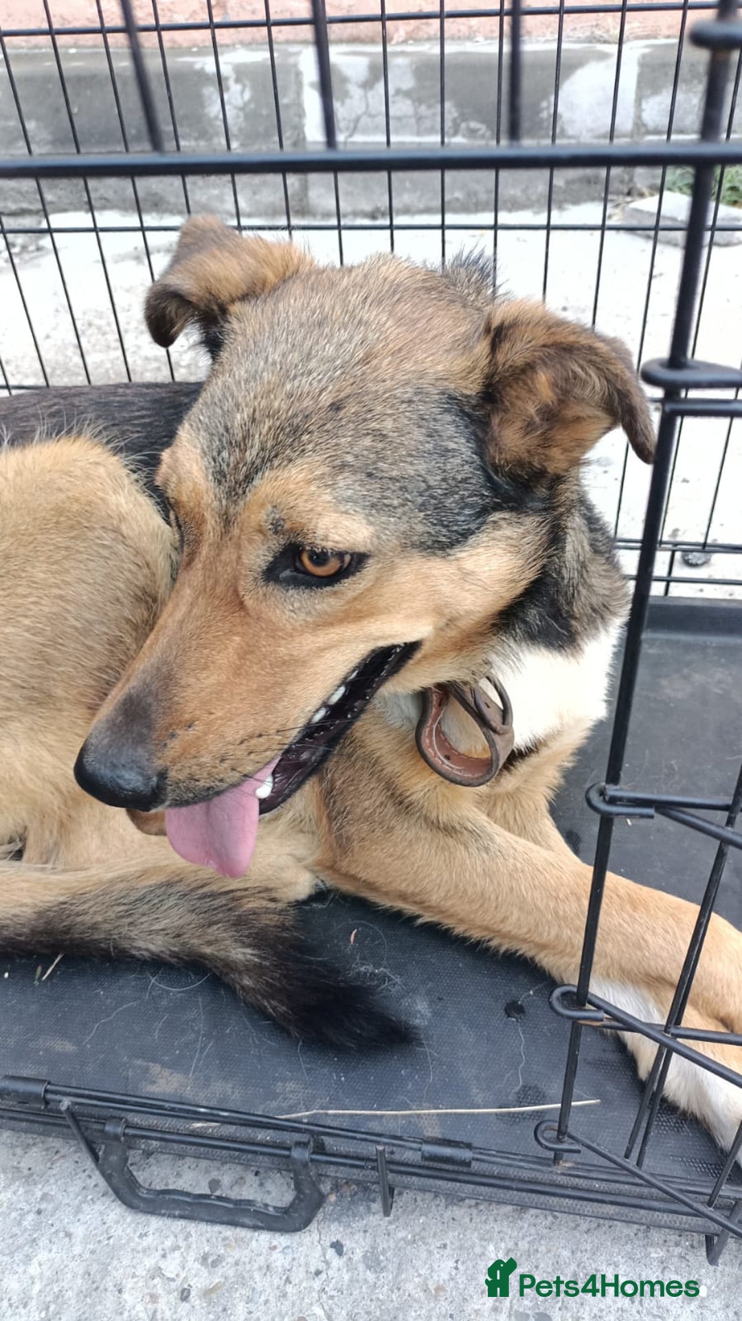 Mixed Breed dogs for adoption: LOLITA, a Superb young Girl - for a Loving HOME - Image 4