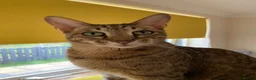 Savannah cats for sale: Loving Male Savannah Cat F4 - Advert 3