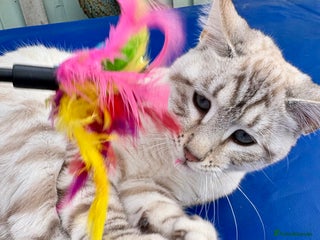 Keetso cats - Advert 3