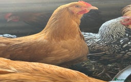 Chickens poultry for sale: Buff Orpington Trio - Image 8