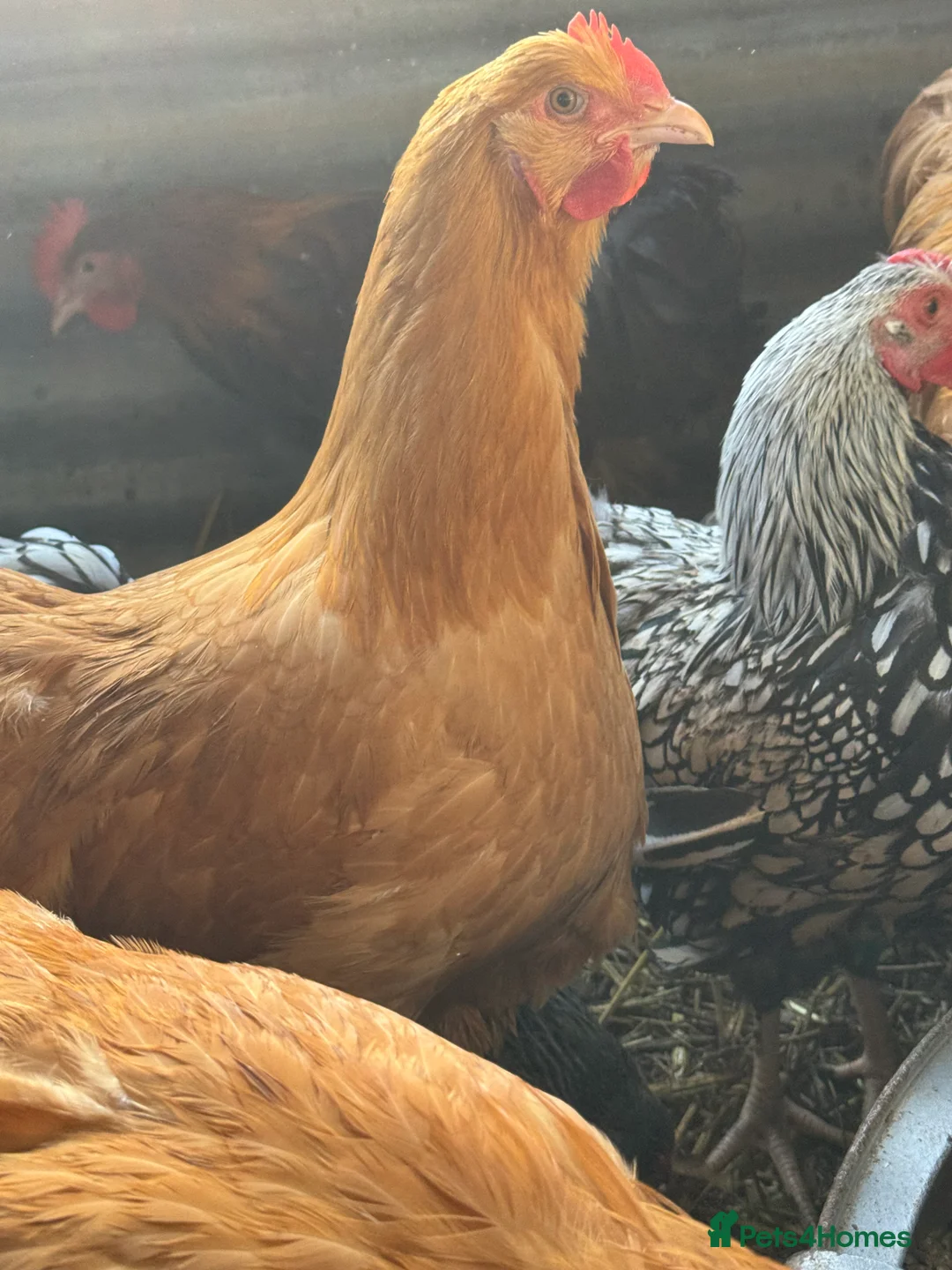 Chickens poultry for sale: Buff Orpington Trio - Advert 8