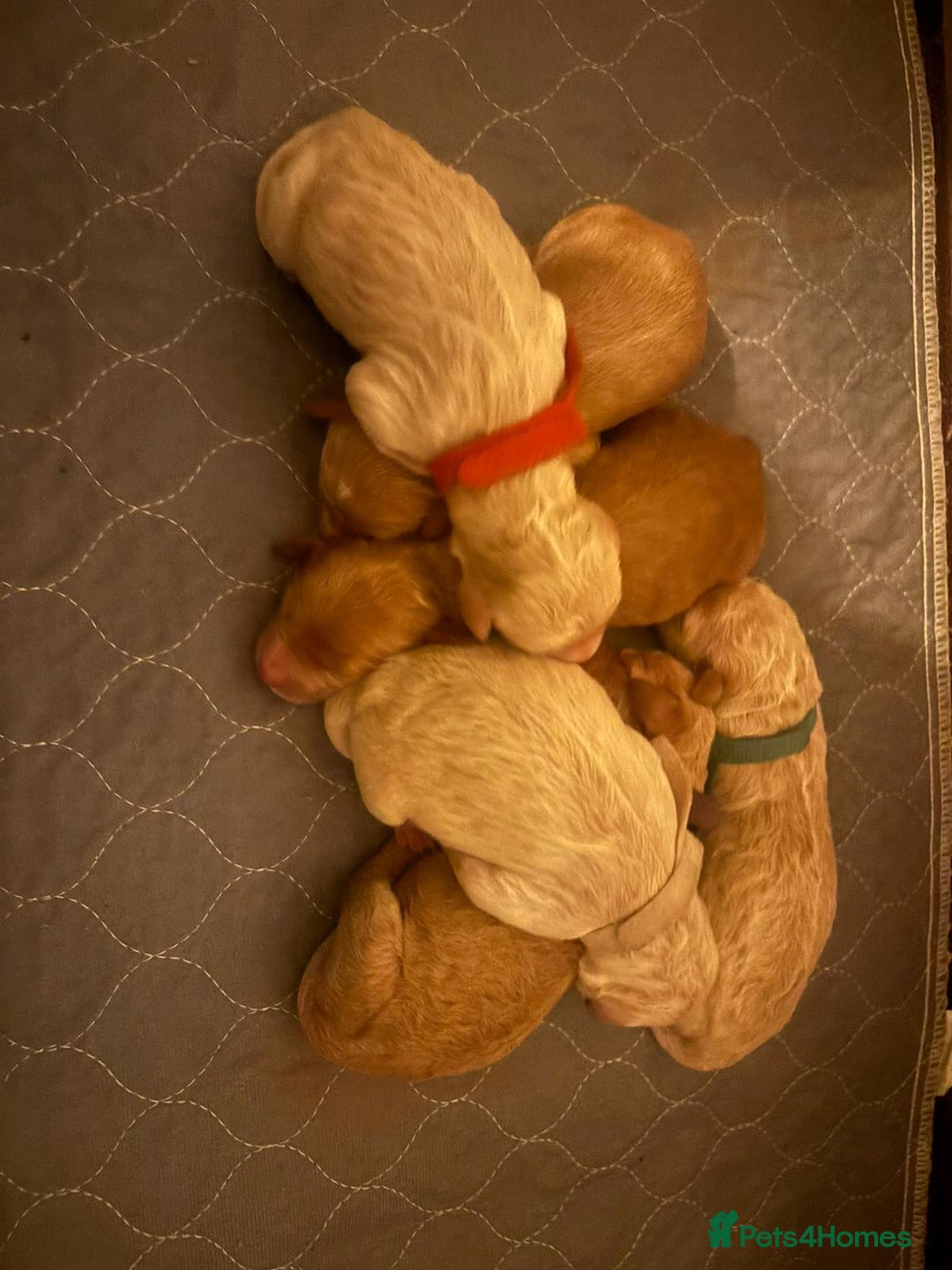 Goldendoodle dogs for sale: Beautiful F1B Goldendoodle Puppies – Ready Soon - Image 16