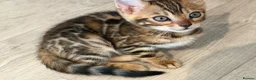 Bengal cats for sale: Top Quality Bengal Kittens (2 Boys, 1 Girl) - Advert 7