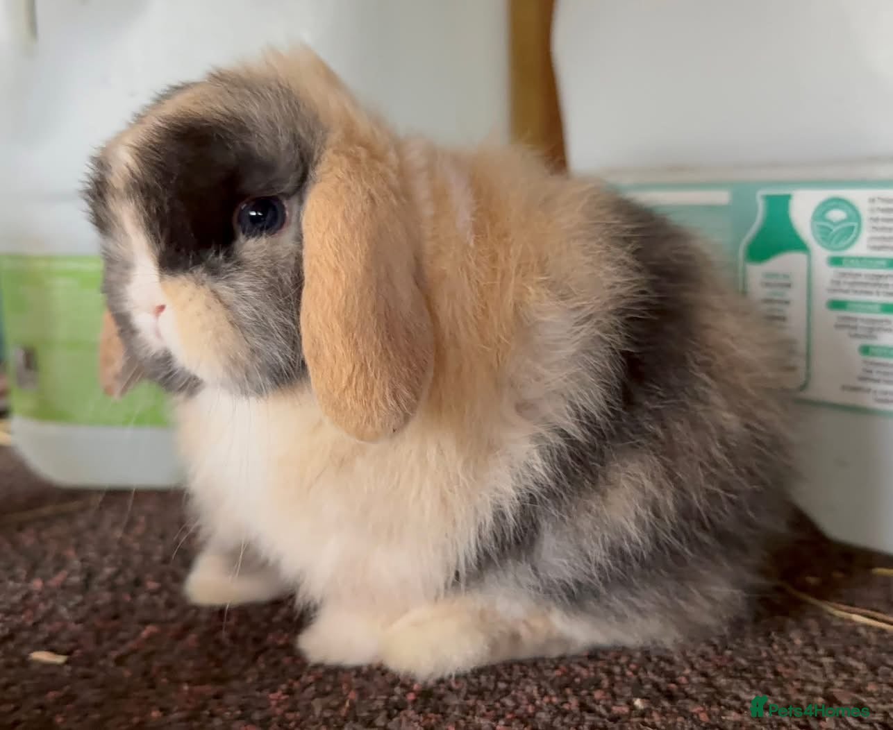 Mini Lop rabbits Black Harli split blue eyed mini lop buck  - Advert 11