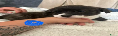 Welsh Corgi Cardigan 2