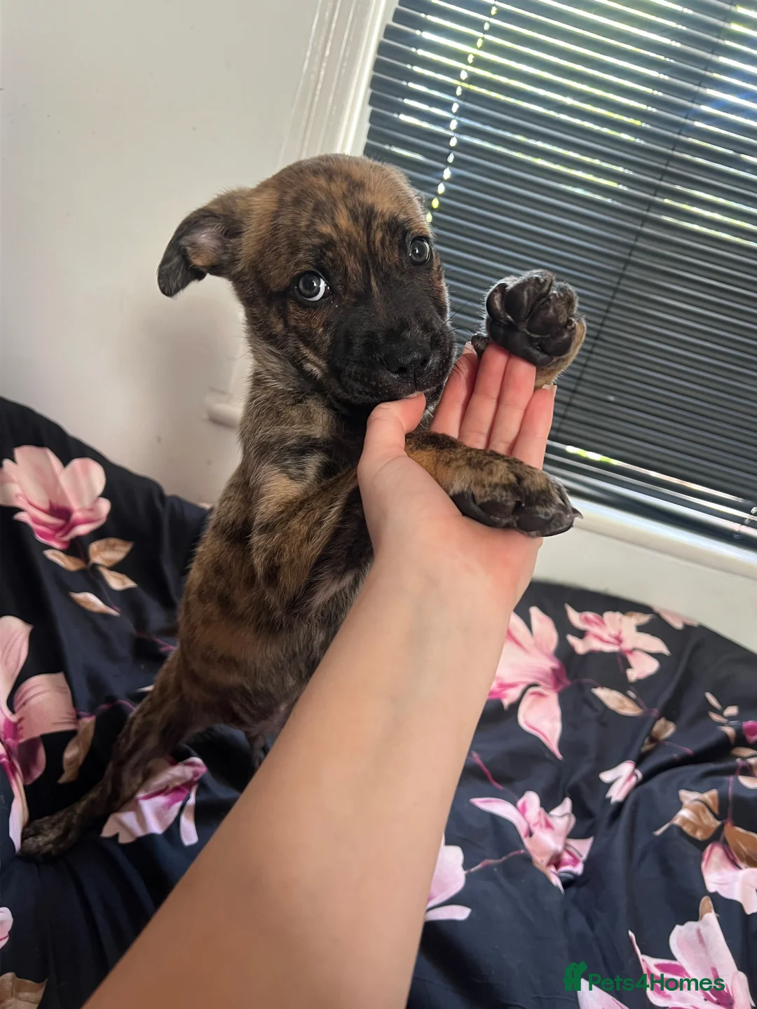 Mixed Breed dogs for sale: Lovely brindle boy for sale  in Poole - Advert 1