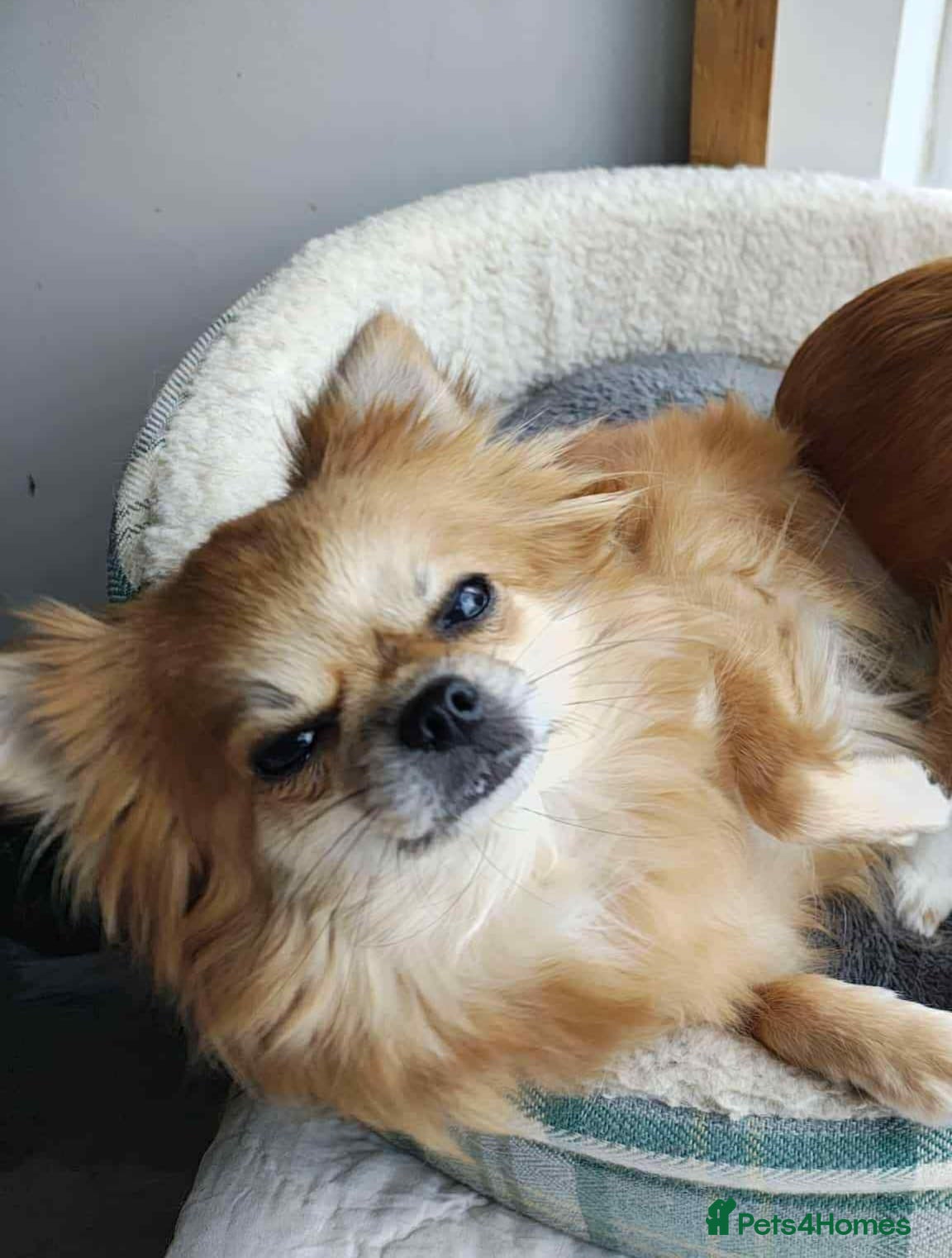 Chihuahua dogs Chihuahua cross breed  - Advert 17